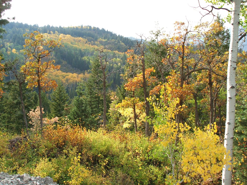 Image 01