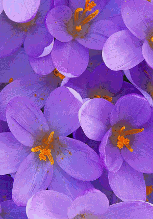 Image 01